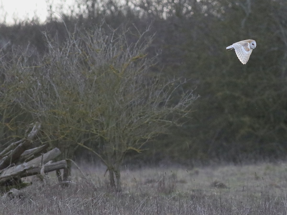 Western Barn Owl - ML532724711