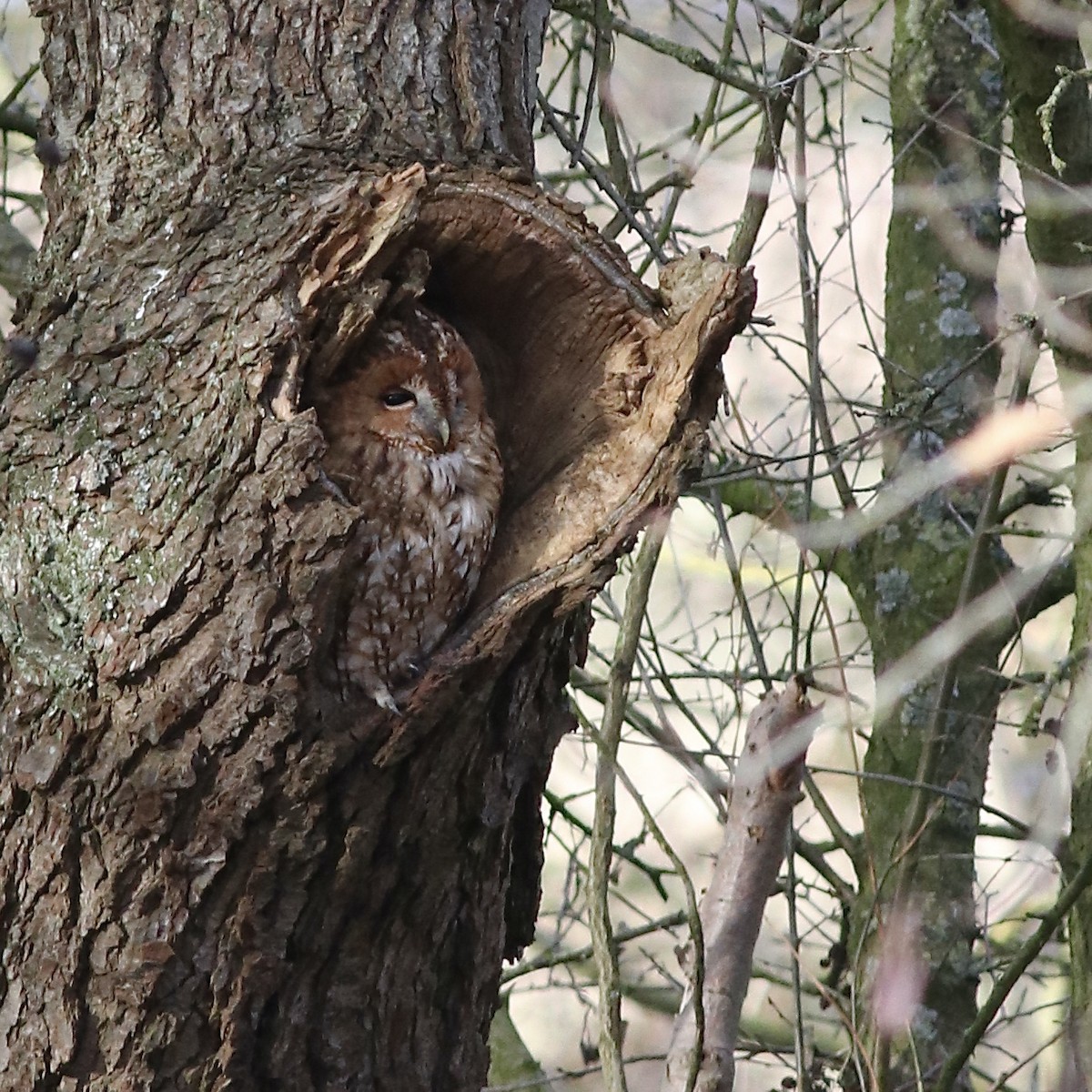 Tawny Owl - ML532724771