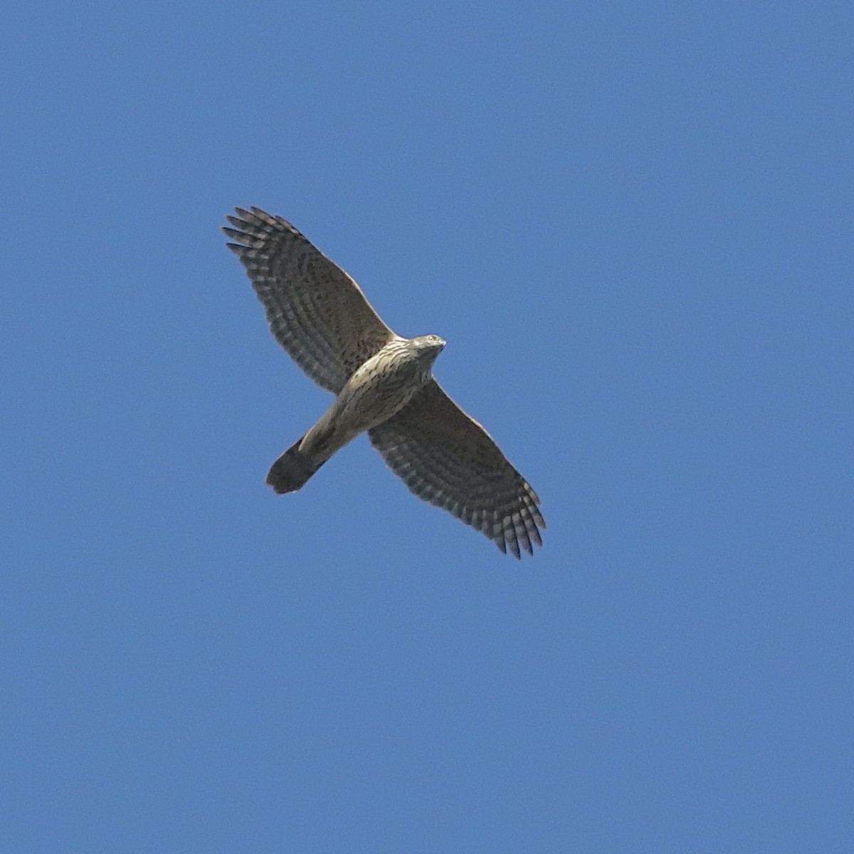 Eurasian Goshawk - ML532725261
