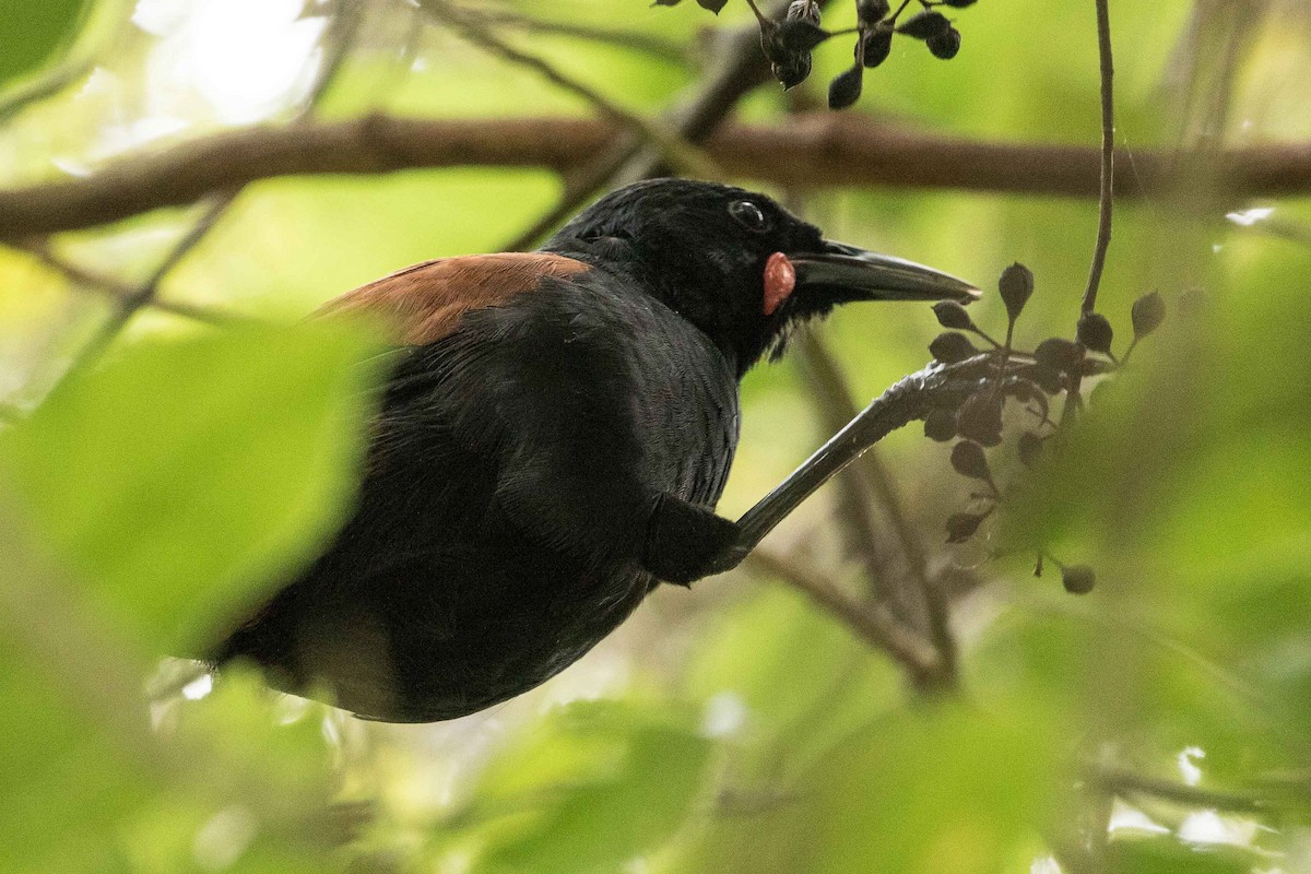 North Island Saddleback - Eric VanderWerf