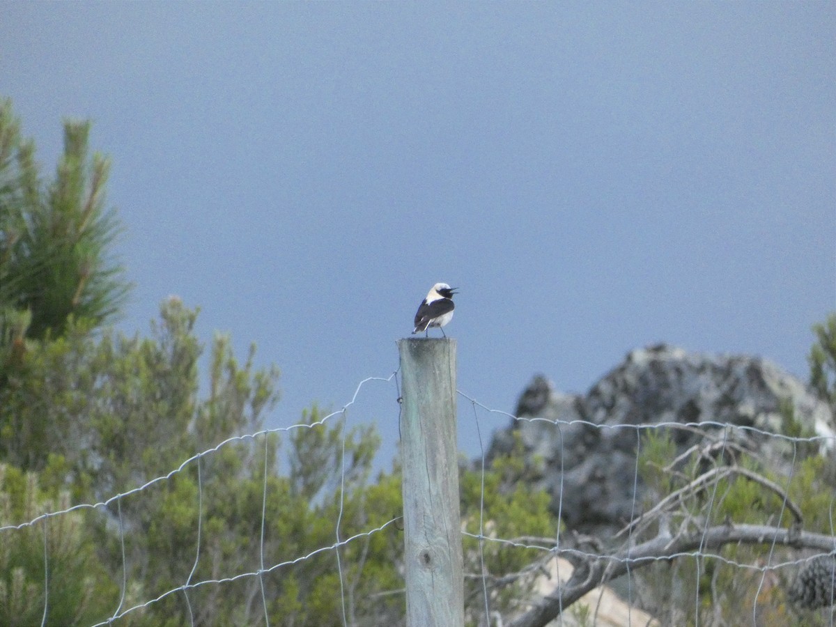 Western Black-eared Wheatear - ML532725451