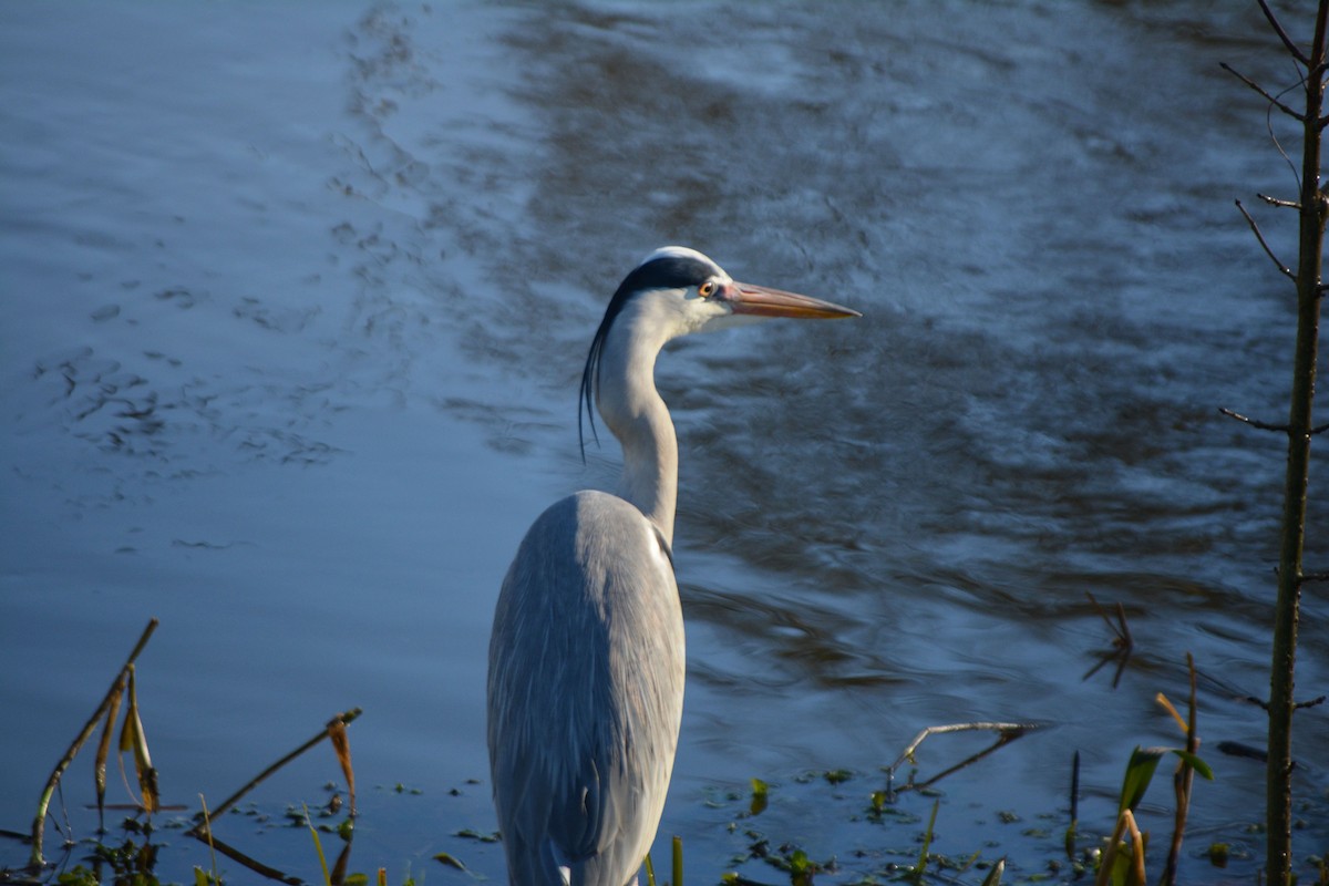 Gray Heron - ML532727501