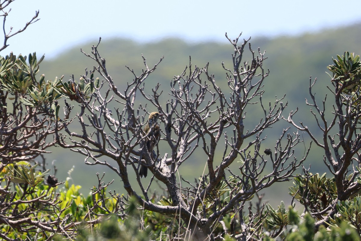 Olive-backed Oriole - ML532728161