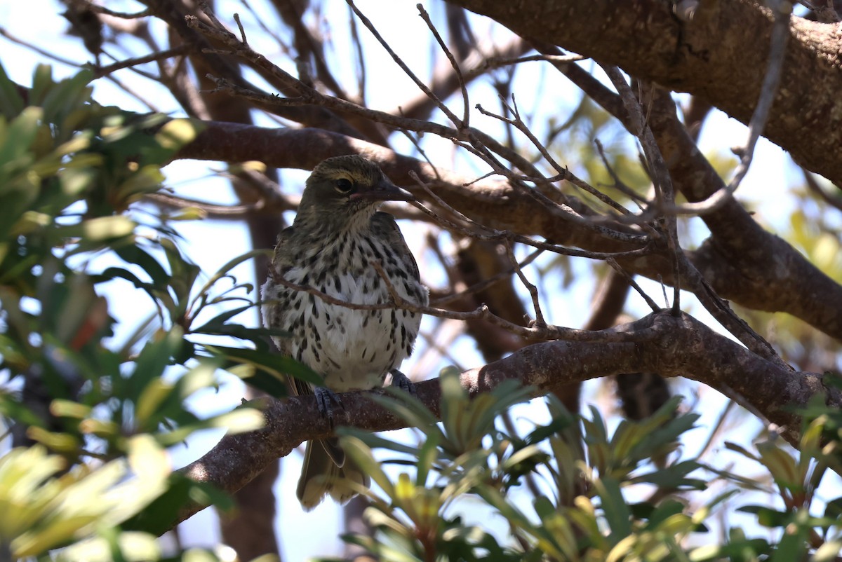 Olive-backed Oriole - ML532728171