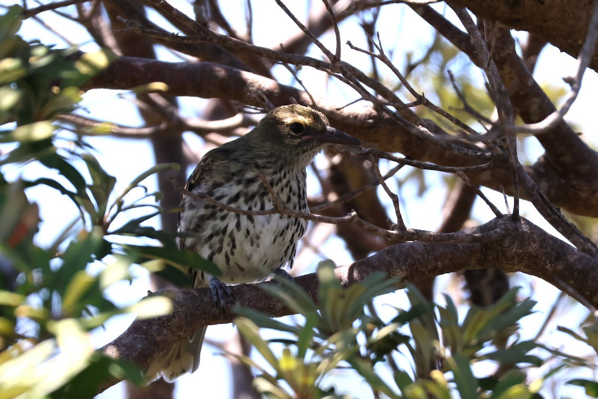 Olive-backed Oriole - ML532728181