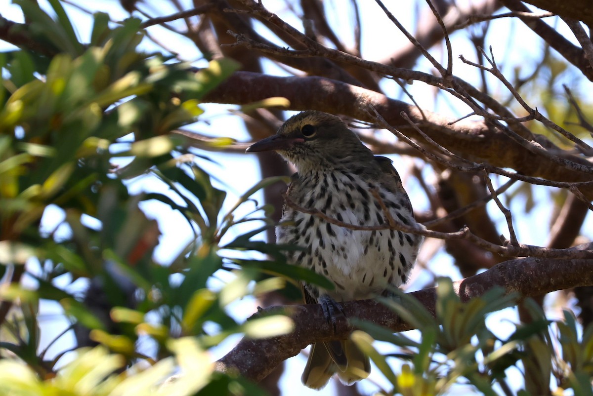 Olive-backed Oriole - ML532728191