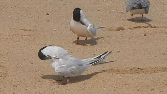 Roseate Tern - ML532729461