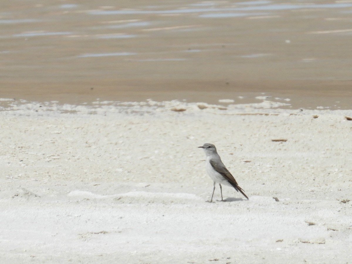 Rufous-naped Ground-Tyrant - ML532730061