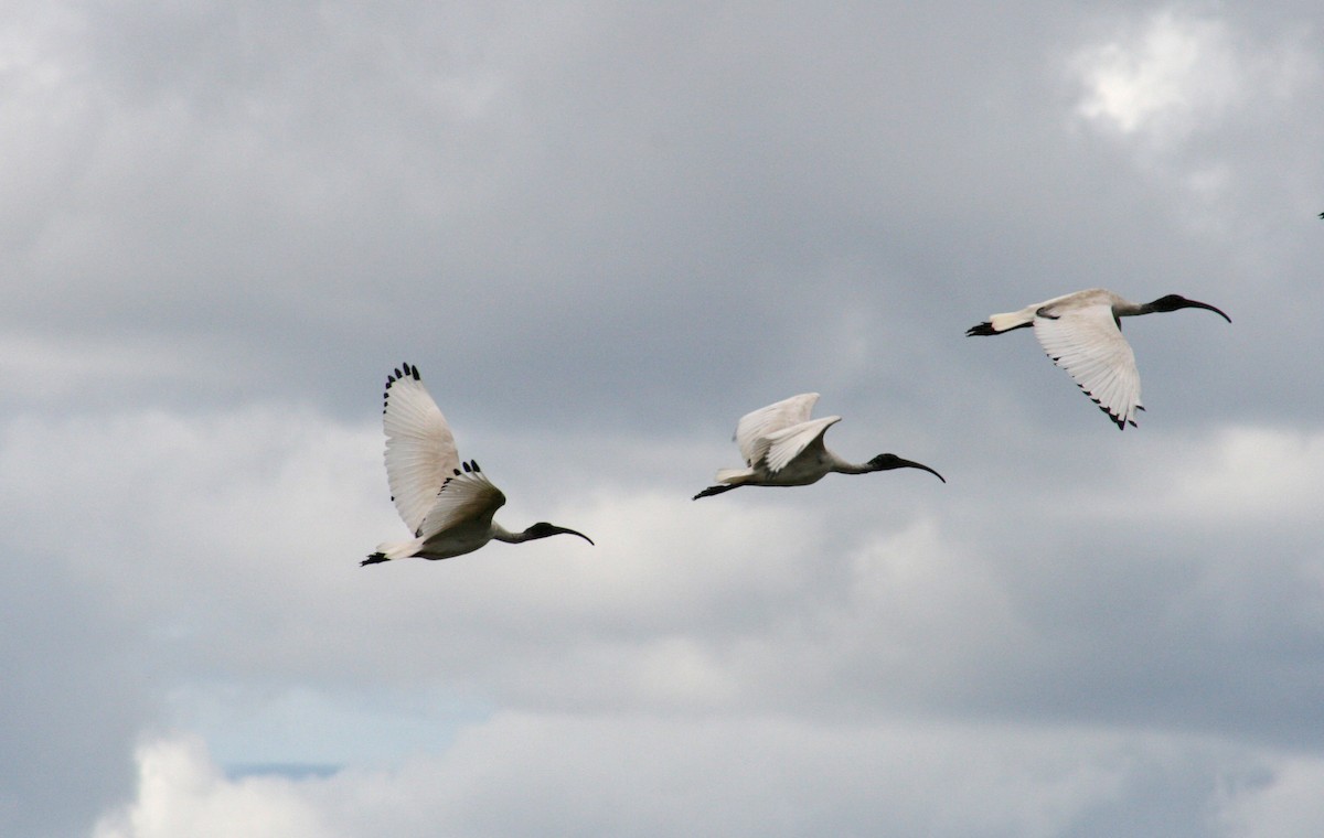 Australian Ibis - Roy Fabry