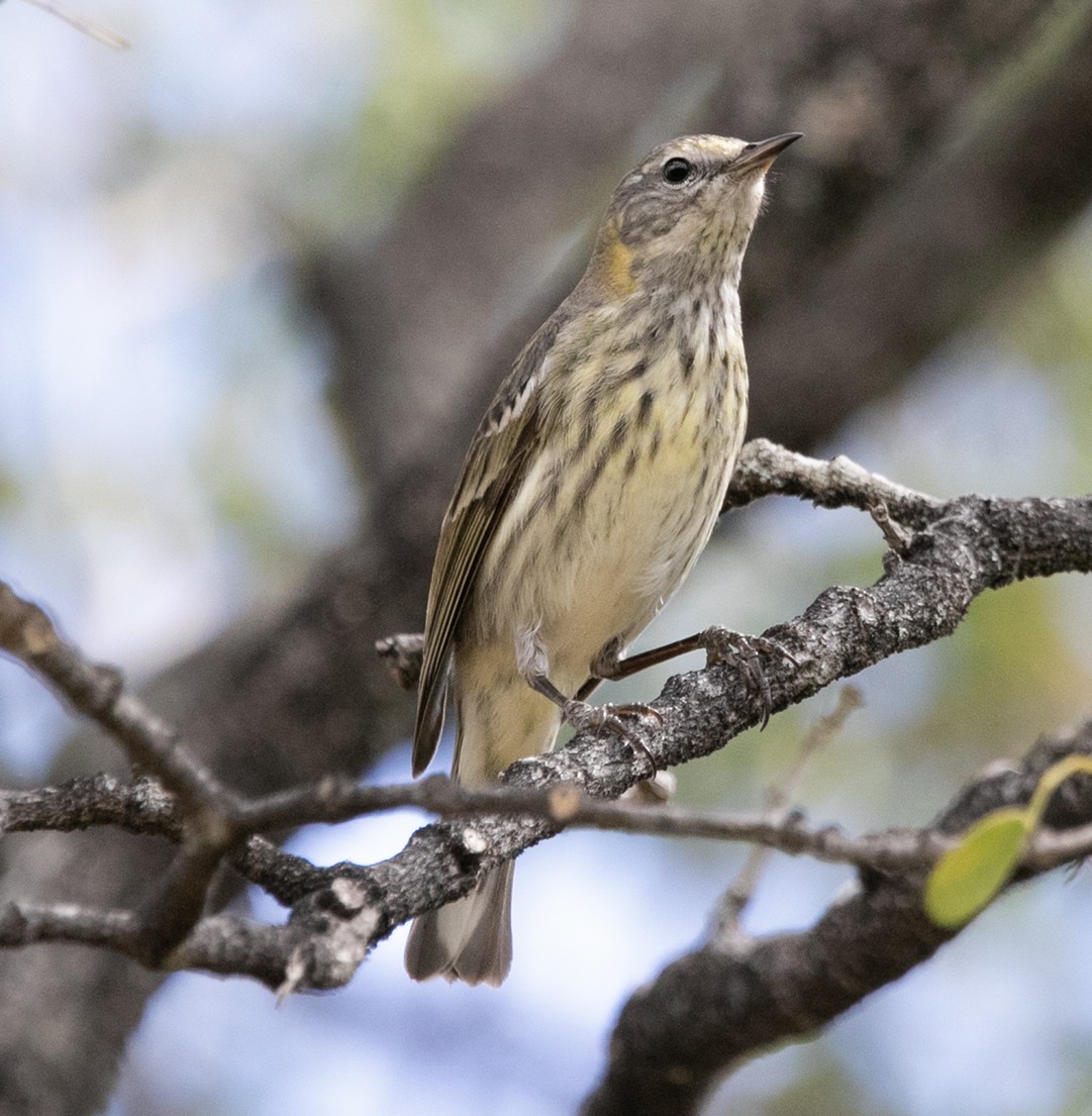 Cape May Warbler - ML532730331