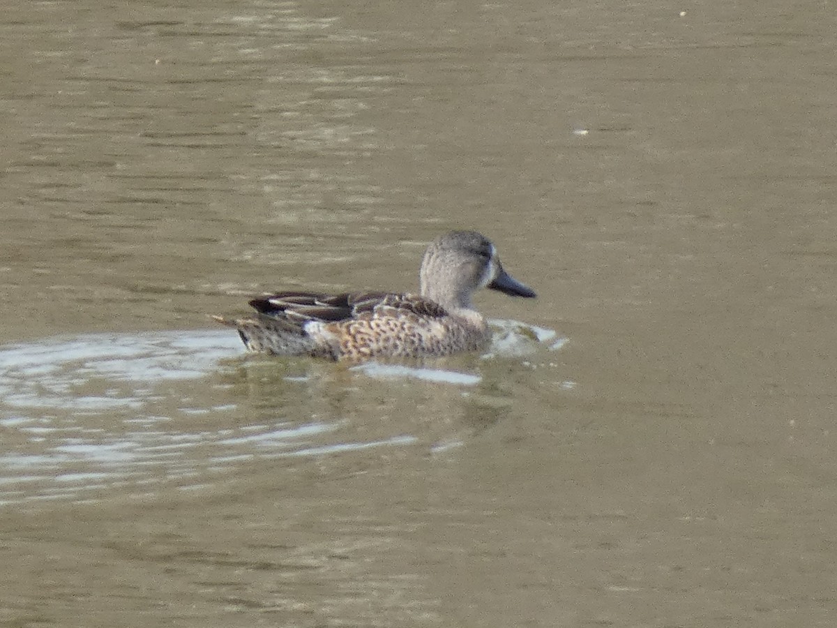 Blue-winged Teal - ML532730341