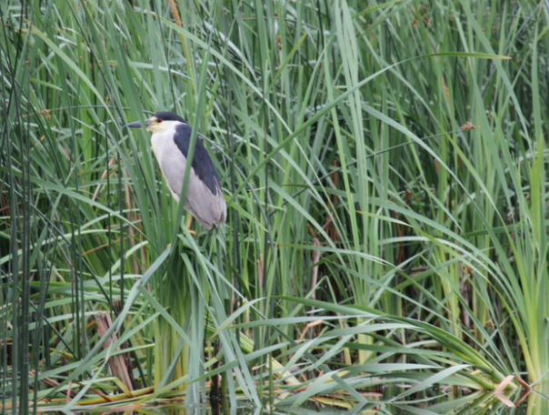 Black-crowned Night Heron - ML532730551