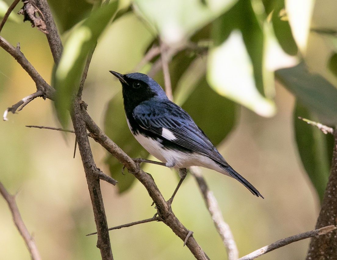 Black-throated Blue Warbler - ML532730891