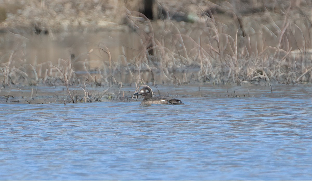 White-winged Scoter - ML532731171