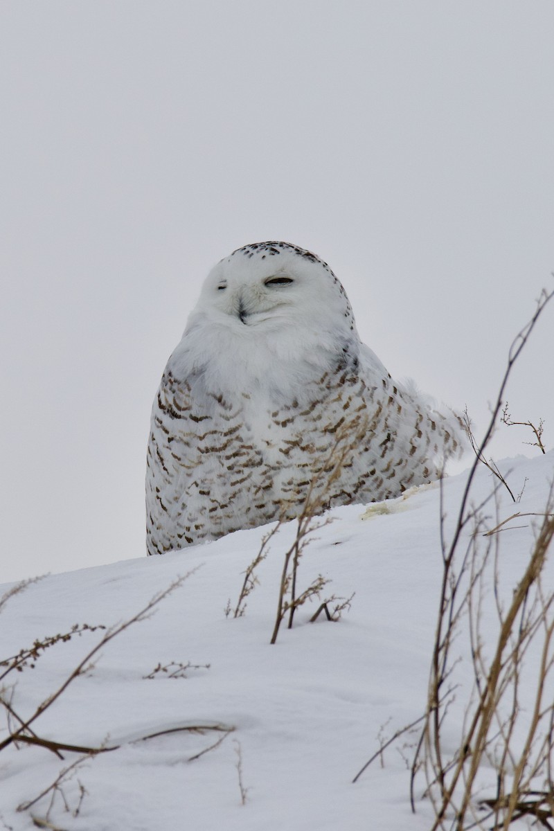Snowy Owl - ML532731201
