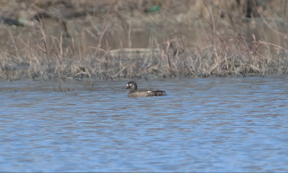 White-winged Scoter - ML532731251