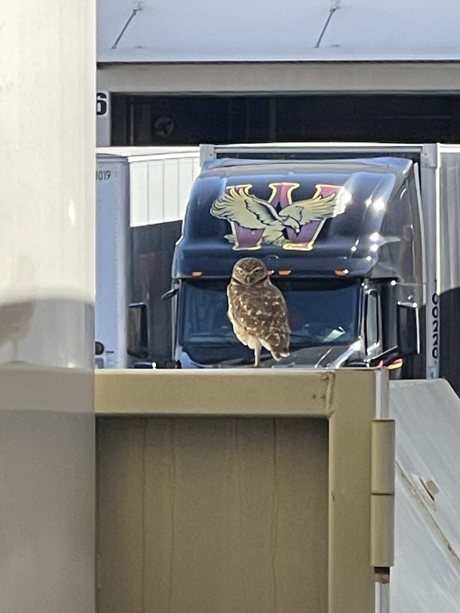 Burrowing Owl - ML532731561