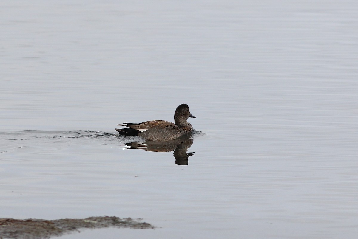 Gadwall - Eric Hynes