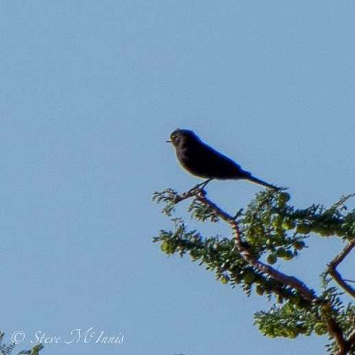 White-winged Black-Tyrant - Steve McInnis