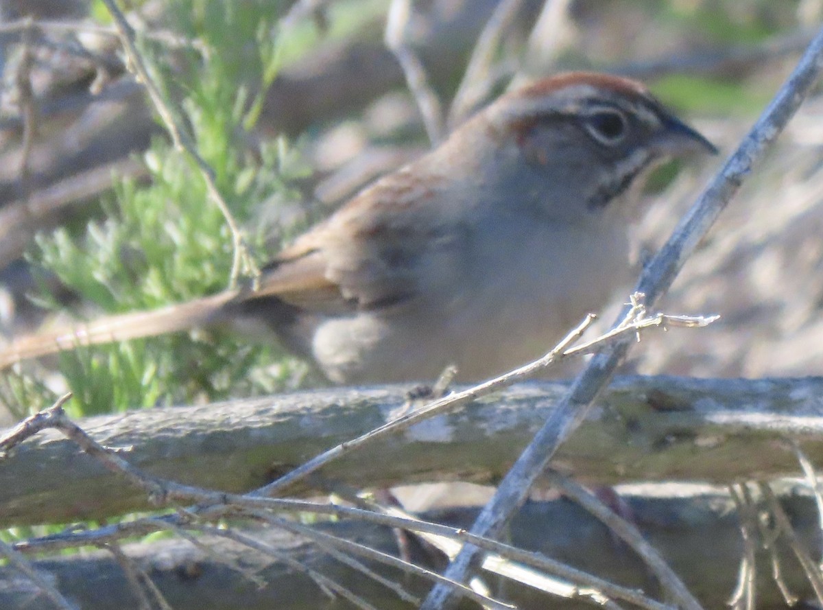 Rufous-crowned Sparrow - ML532733321