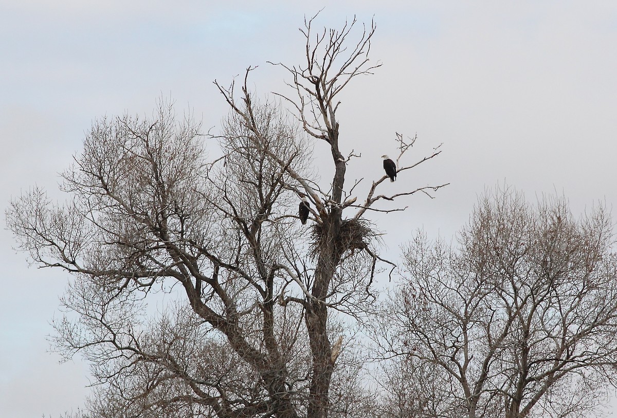 Bald Eagle - ML53273351