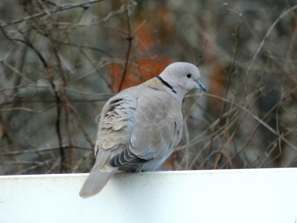 Eurasian Collared-Dove - ML532734221
