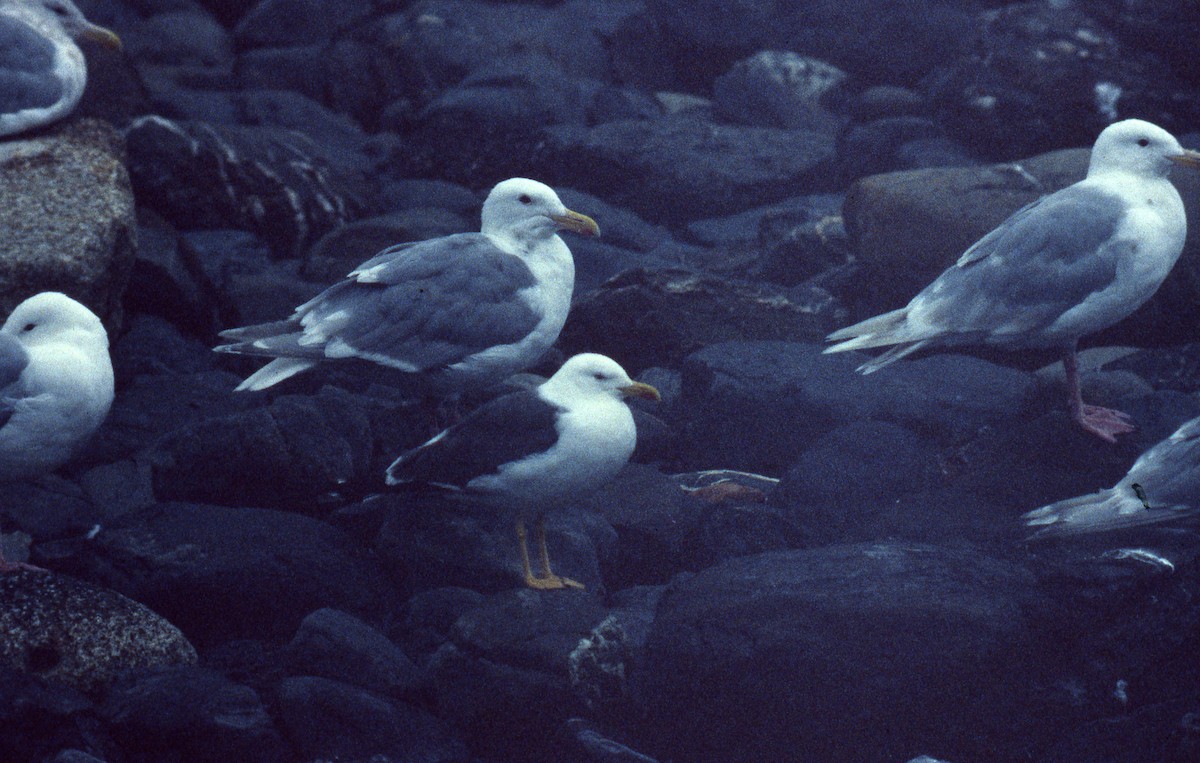 Lesser Black-backed Gull - ML53273431