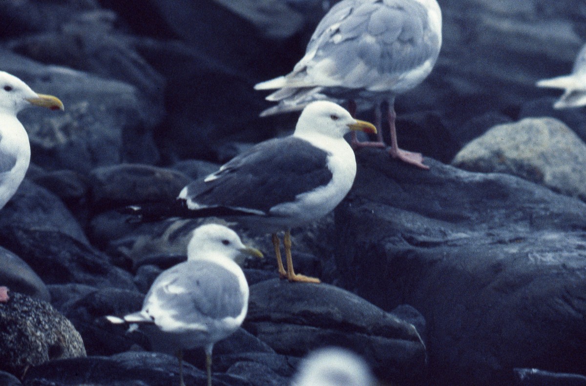 Lesser Black-backed Gull - ML53273451