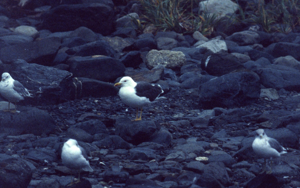 Lesser Black-backed Gull - ML53273471