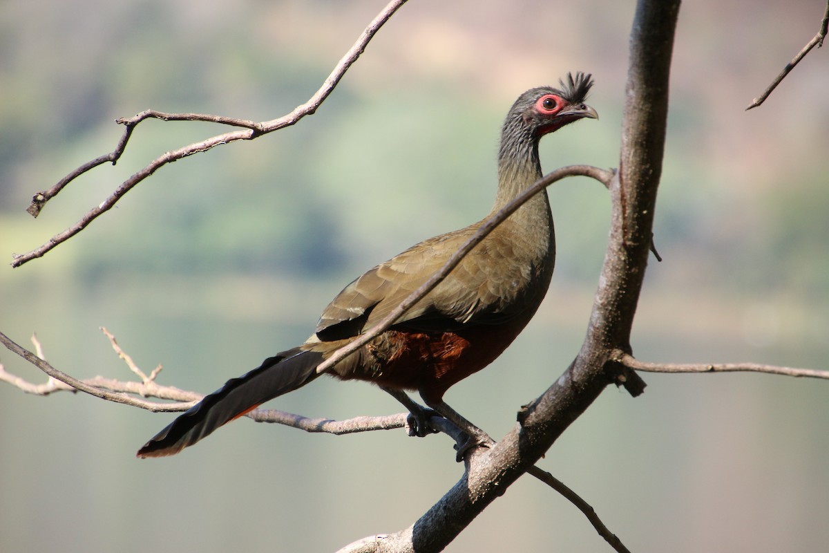 Chachalaca Ventricastaña - ML532734871