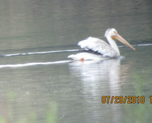 American White Pelican - ML532735081