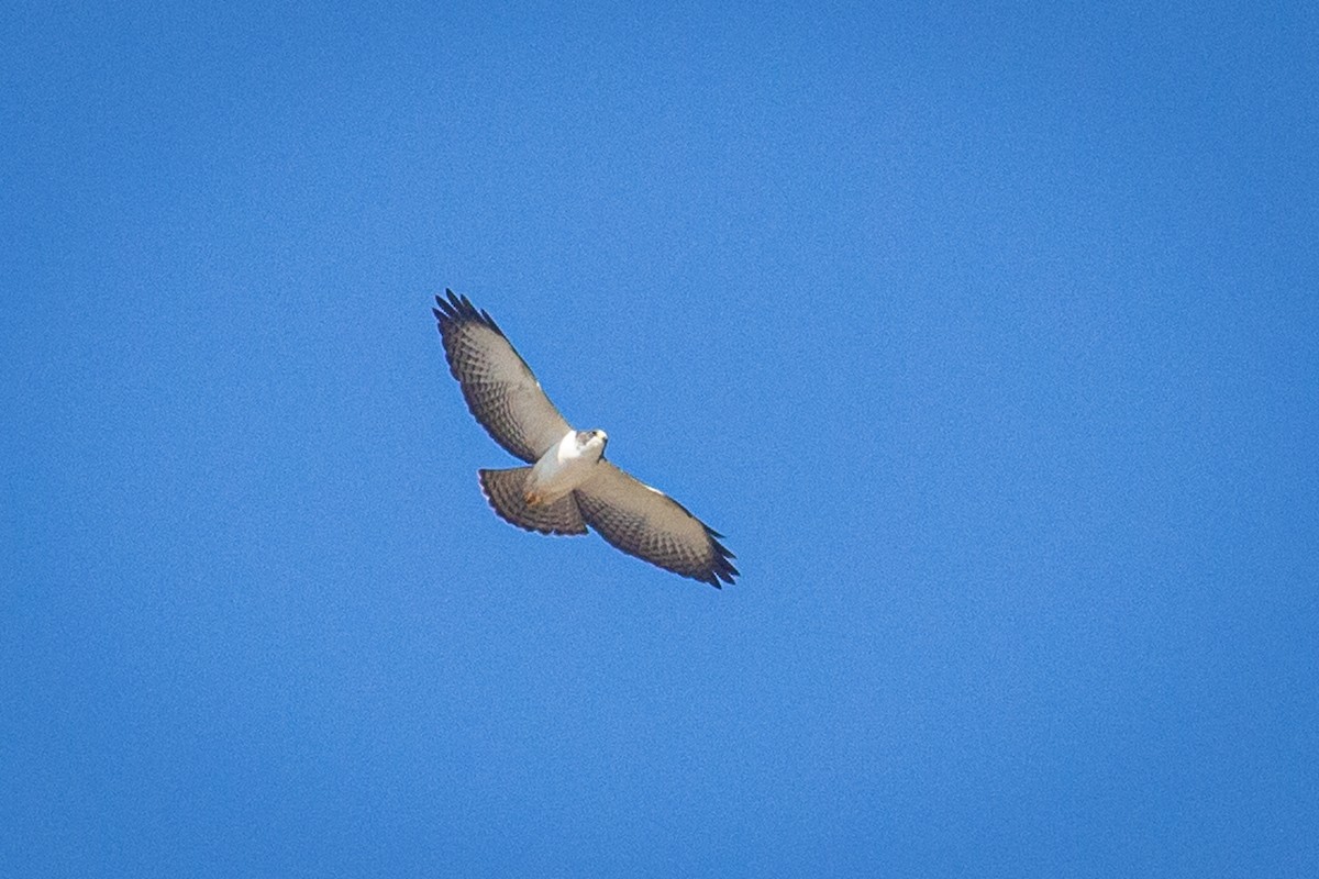 Short-tailed Hawk - Francisco Russo