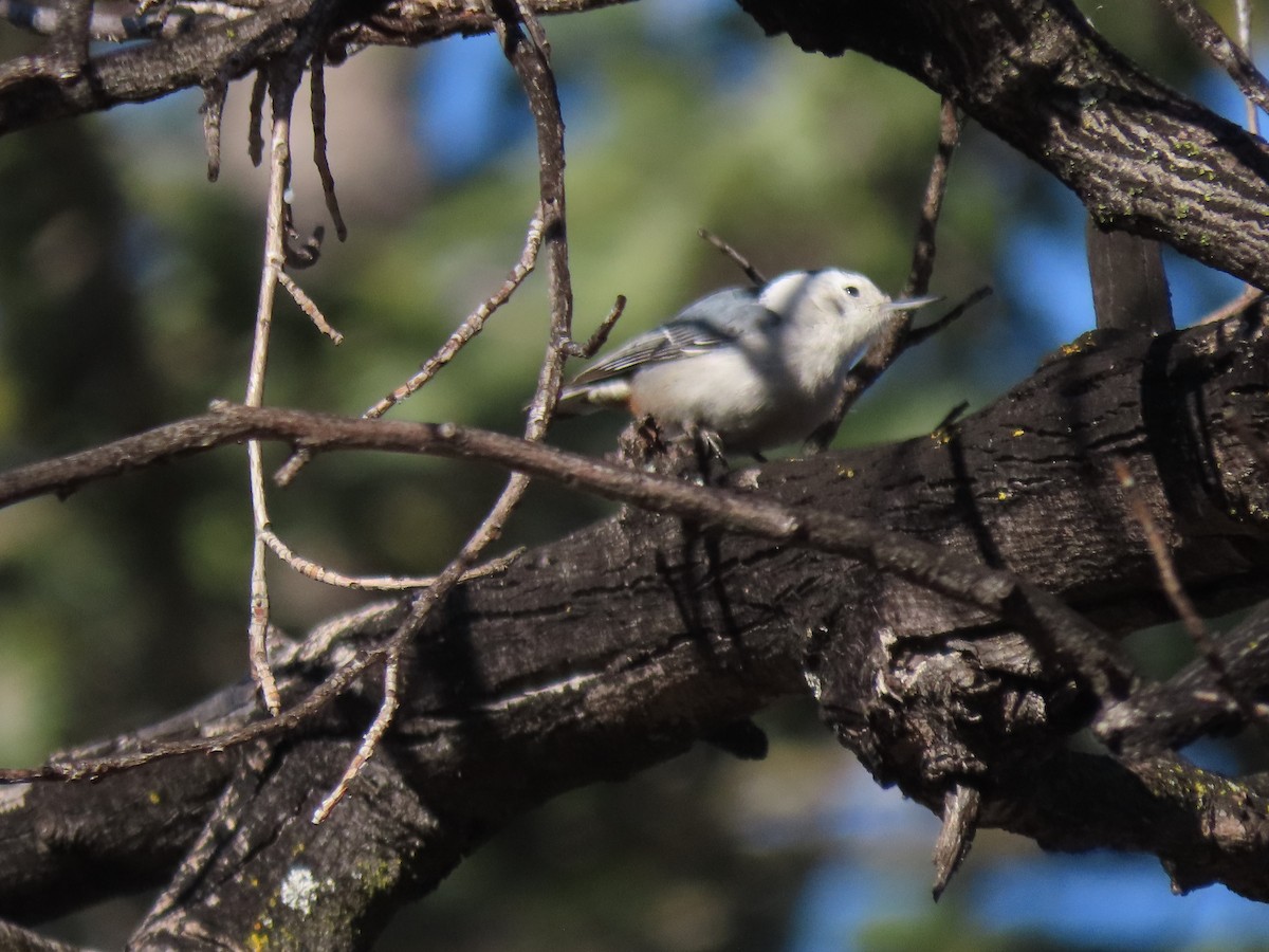 White-breasted Nuthatch - ML532736411