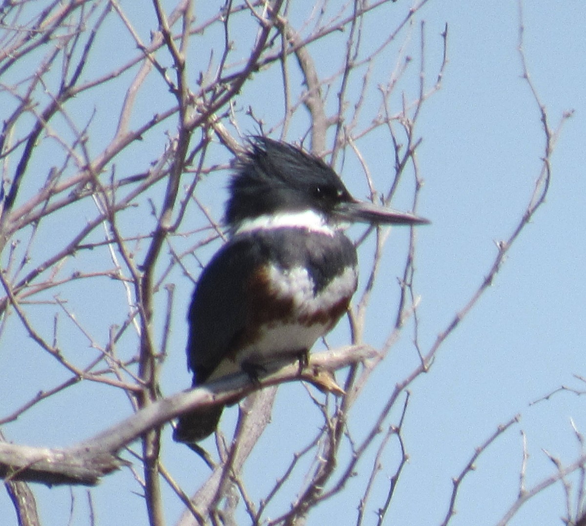 Belted Kingfisher - ML53273721