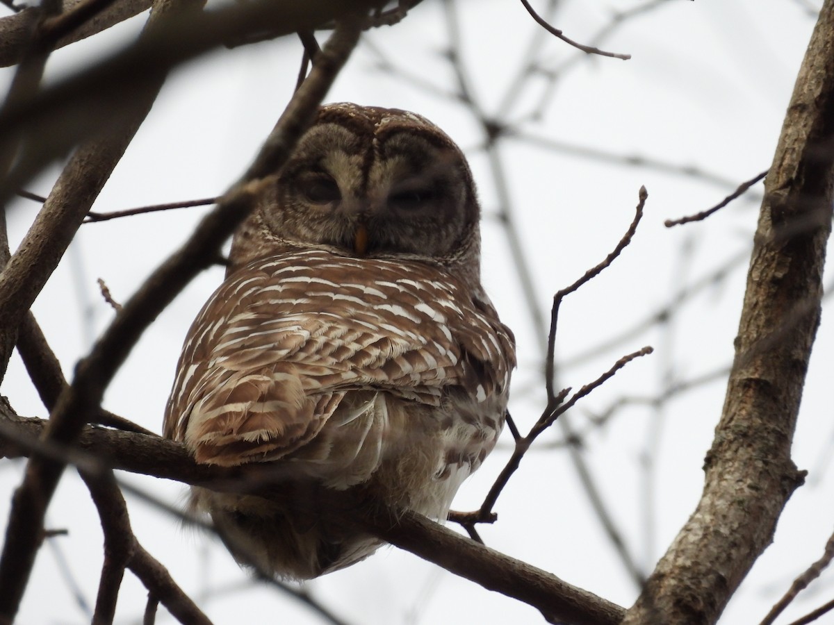 Barred Owl - ML532739121