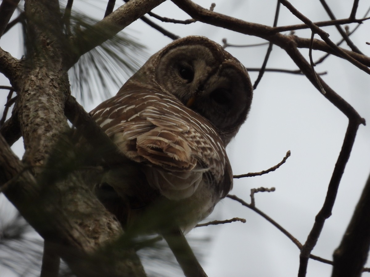 Barred Owl - ML532739131