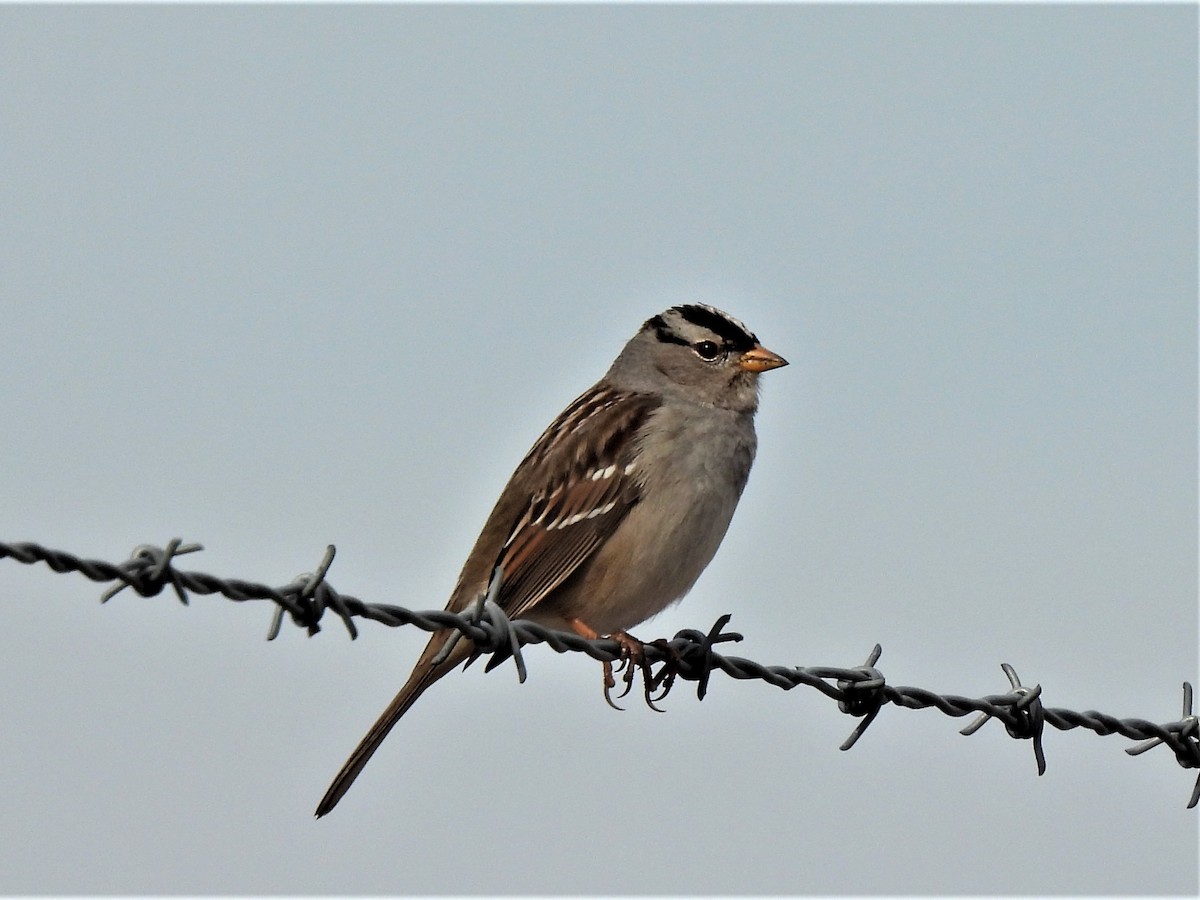 White-crowned Sparrow - ML532739141