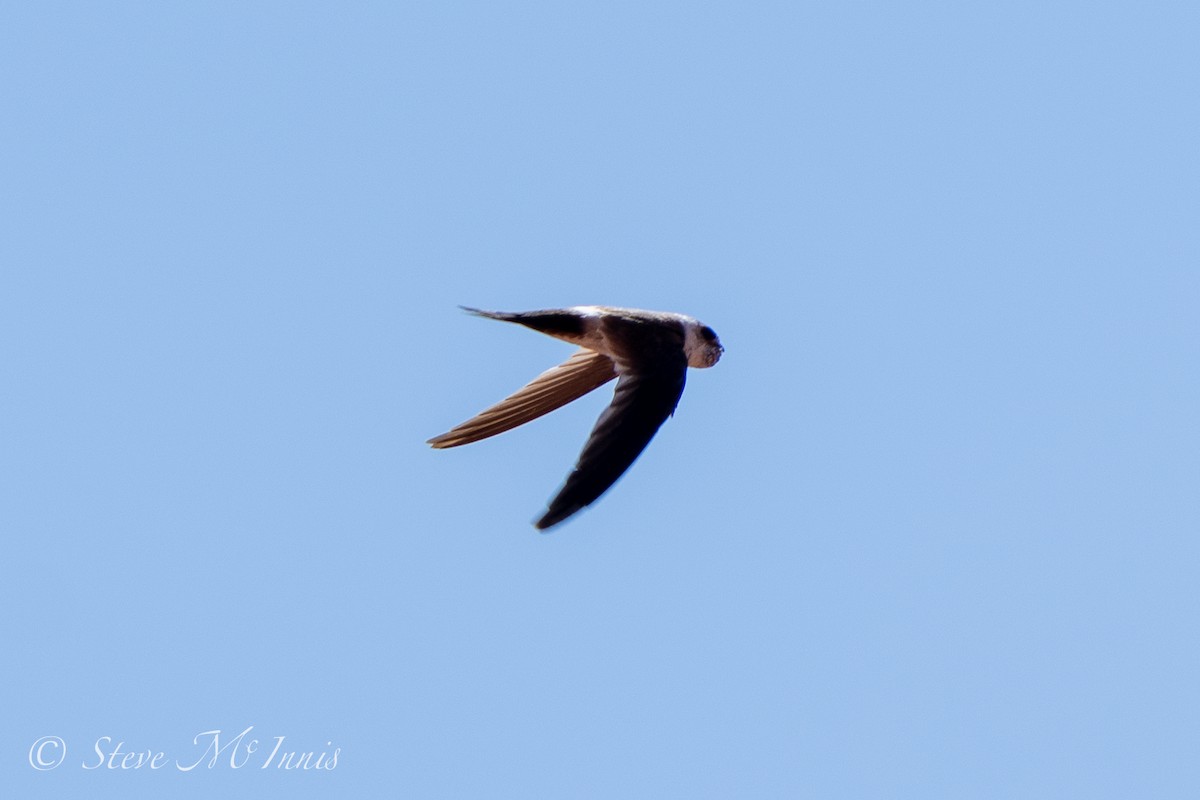 Andean Swift - Steve McInnis