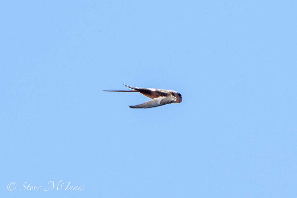 Andean Swift - Steve McInnis