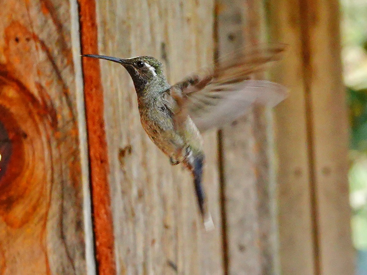 Blue-throated Mountain-gem - William Proebsting