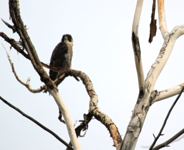 Peregrine Falcon - ML532739921