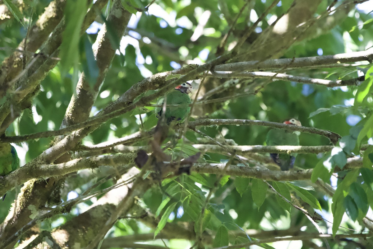 Brown-hooded Parrot - ML532740061