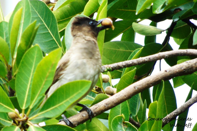 Common Bulbul (Dark-capped) - ML532740211