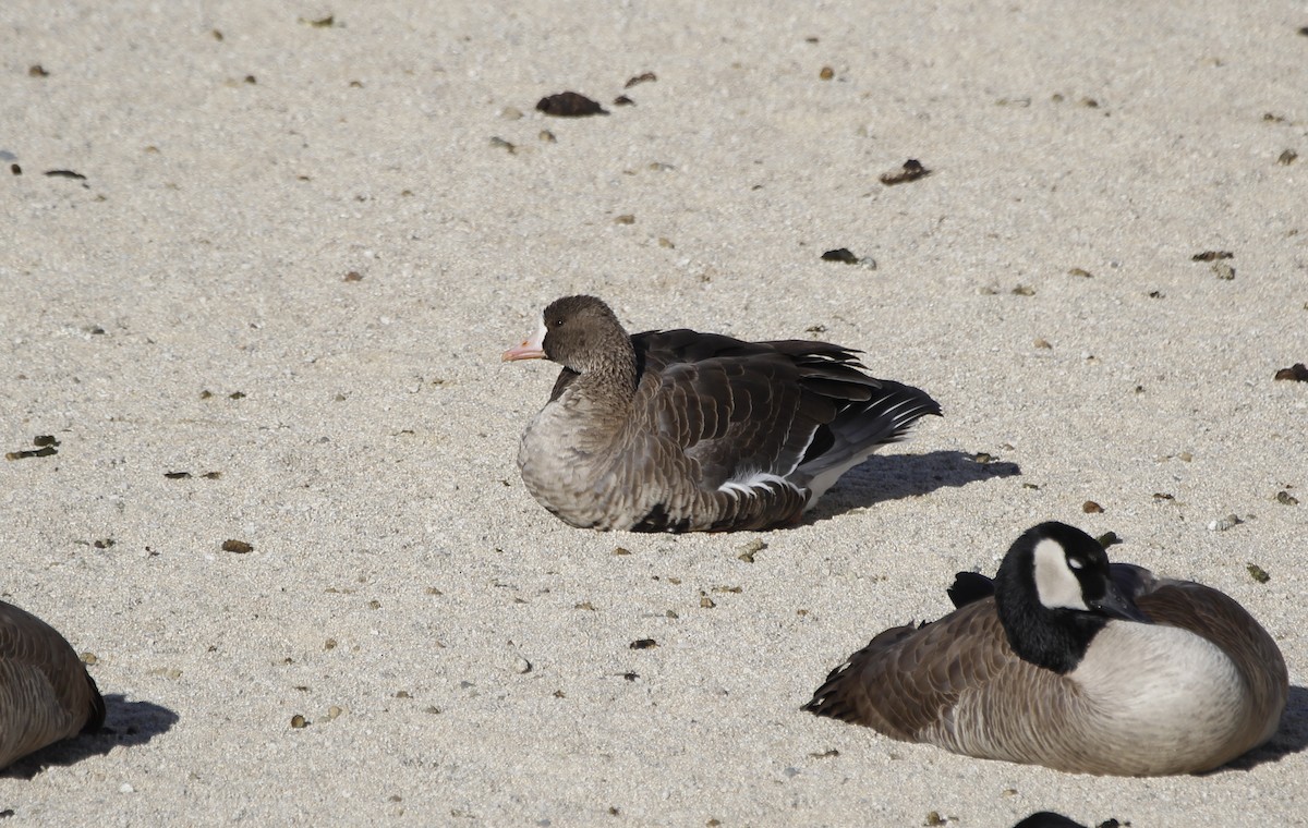 Greater White-fronted Goose - ML532742181