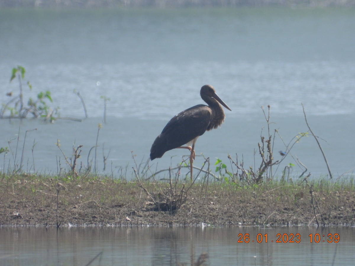 Storch, unbestimmt - ML532744071