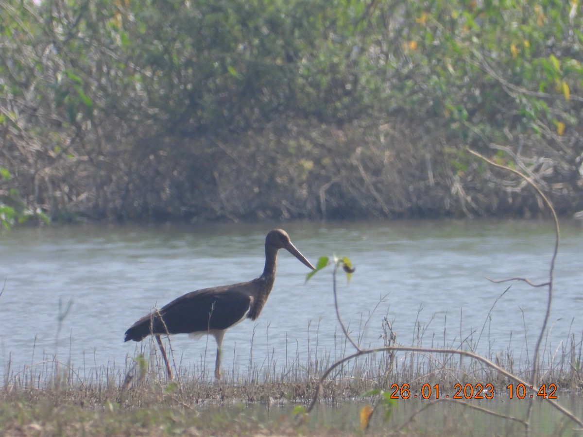 stork sp. - Arunachala pandian