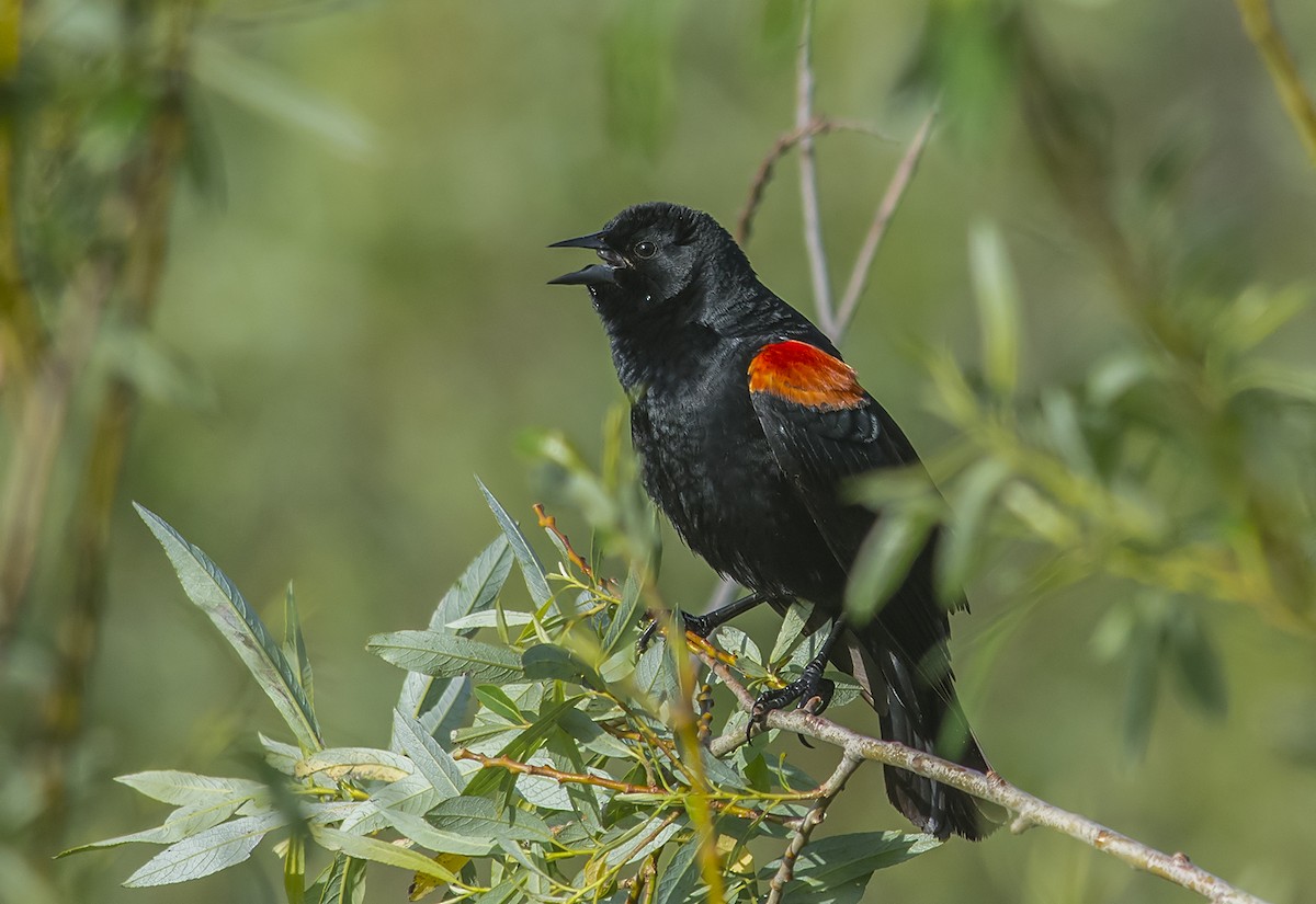 Red-winged Blackbird - ML53274421