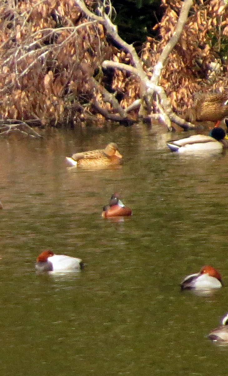 Baer's Pochard - ML532744921