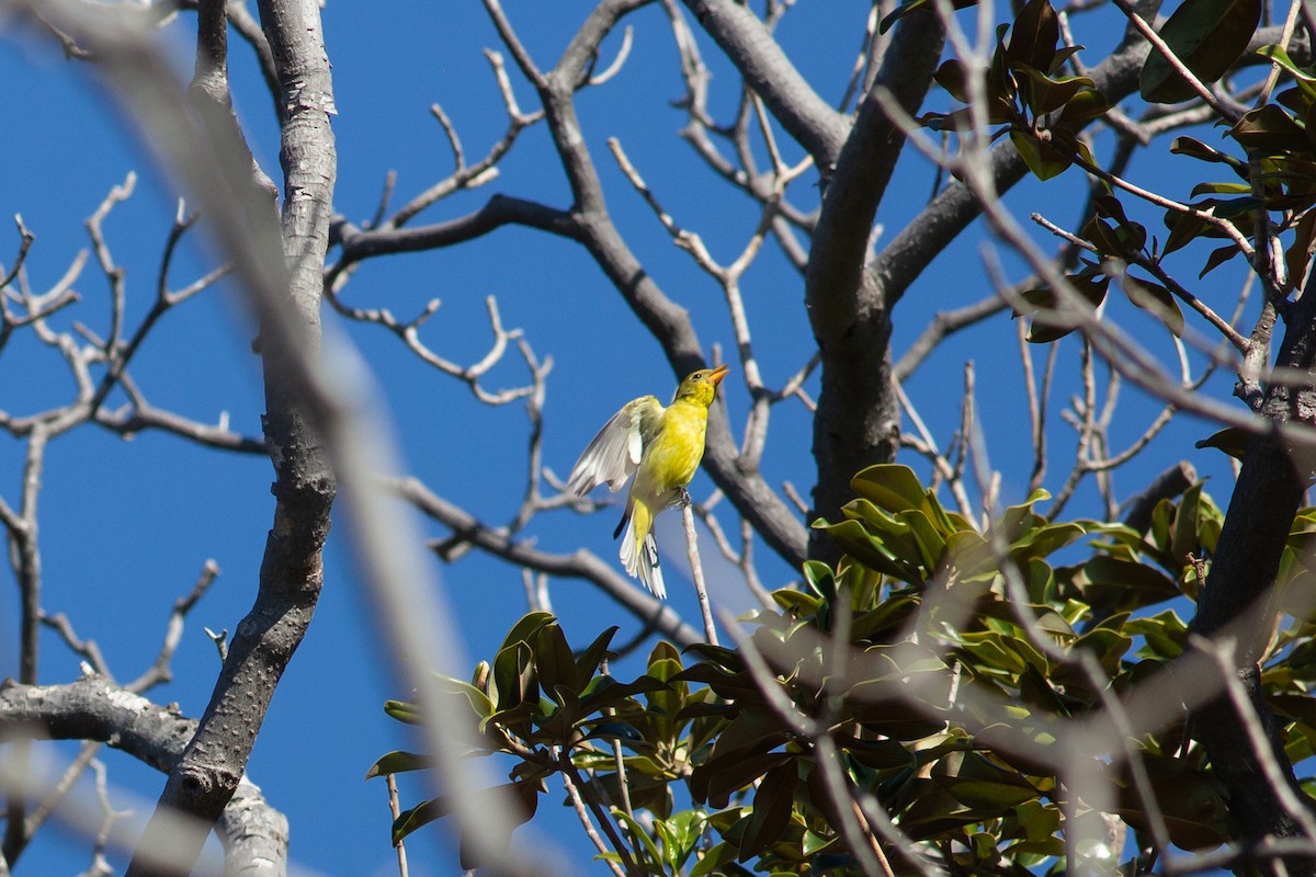 Western Tanager - ML532745141