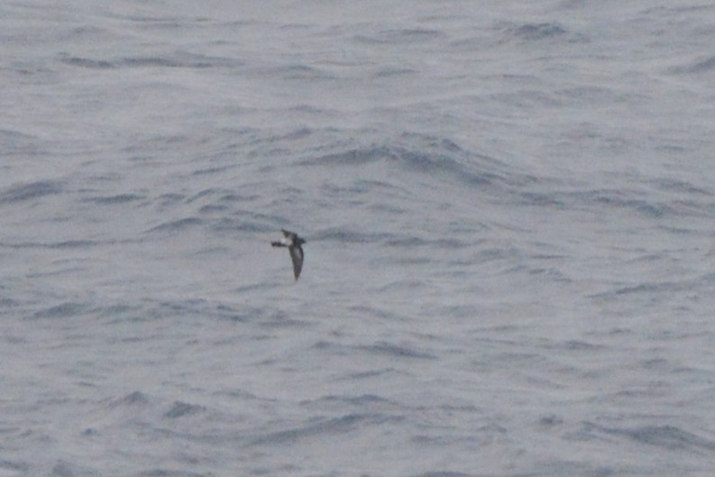 Black-bellied Storm-Petrel - Charlie Wright